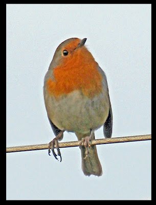 Image: Discover the Ultimate Gaming Experience at Wildrobin Casino Official Site