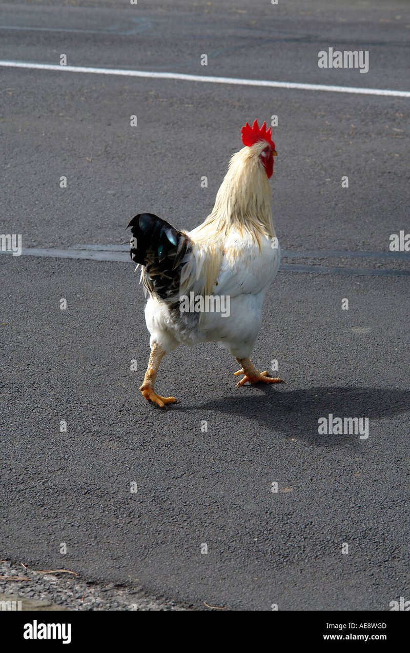Spain - chicken road oficial