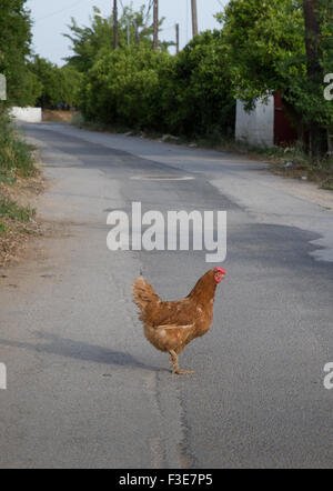 Jugar chicken road, chicken road españa